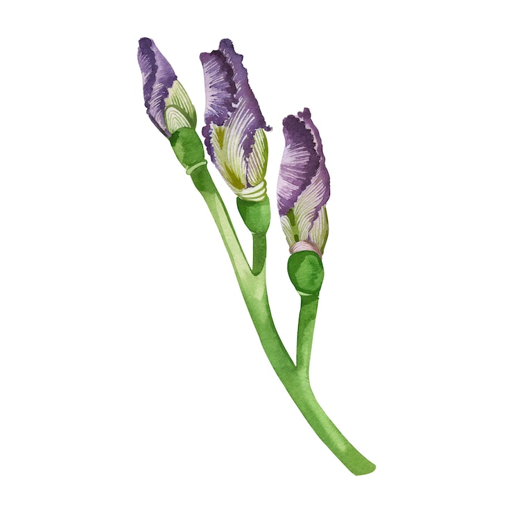 Vector una rama de flores con brotes de iris de color púrpura brillante con un tallo verde dibujado a mano en acuarela