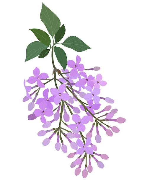 Vector rama de flores de lila púrpura con hojas aisladas en un fondo blanco ilustración vectorial.