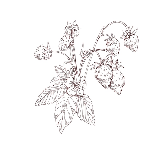 Rama de fresa silvestre contorneada. Dibujo botánico vintage de planta forestal con bayas y flores en crecimiento. Bosquejo en estilo retro. Ilustración de vector dibujado a mano aislado sobre fondo blanco
