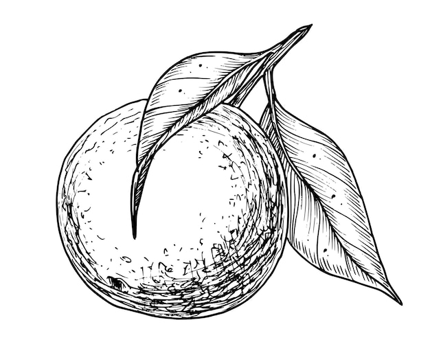 Rama de fruta de naranja con hojas Ilustración vectorial lineal dibujada a mano de mandarina o mandarina Dibujo de árbol de clementina para etiqueta de alimentos Esbozo grabado en negro sobre blanco para icono o logotipo