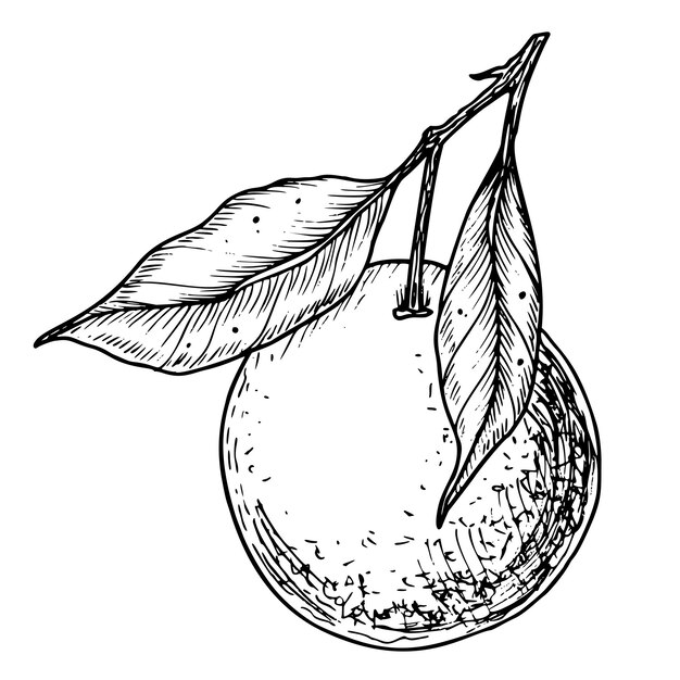 Rama de fruta de naranja con hojas Ilustración vectorial lineal dibujada a mano de mandarina o mandarina Dibujo de árbol de clementina para etiqueta de alimentos Esbozo grabado en negro sobre blanco para icono o logotipo