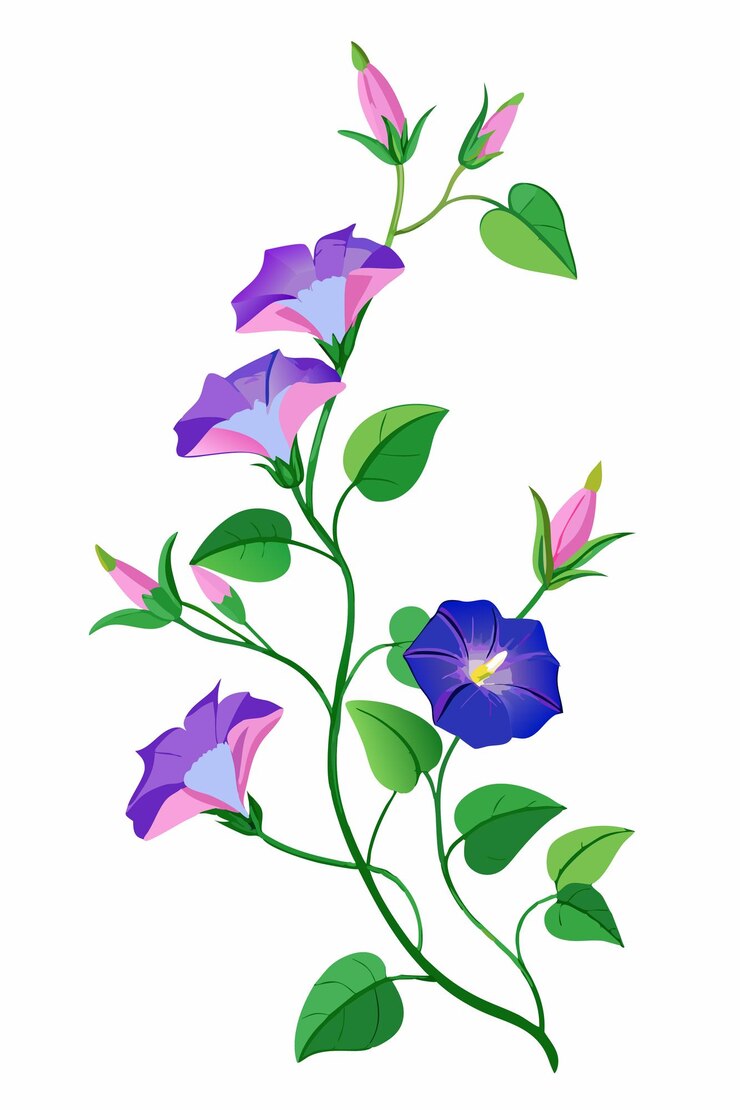 Vector rama de la gloria matinal con flores en pleno florecimiento en un fondo blanco para diseño gráfico y arte