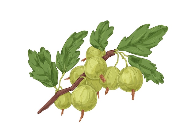 Rama de grosella con bayas verdes maduras frescas y hojas Dibujo botánico vintage de una planta de frutas de jardín Ilustración vectorial realista dibujada a mano aislada sobre fondo blanco