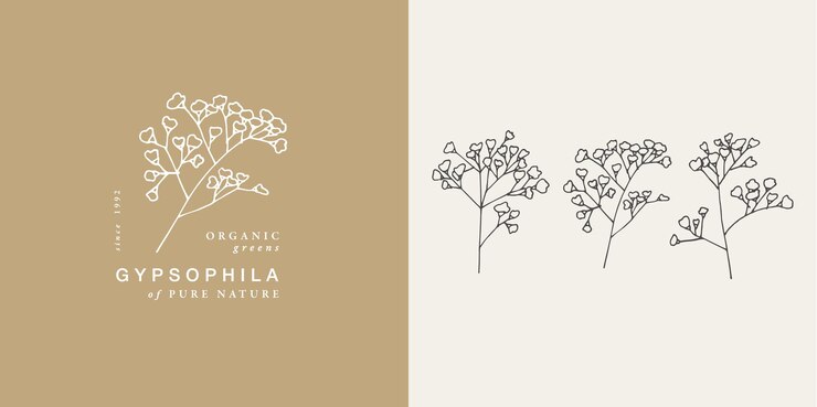 Rama de gypsophila de ilustración vectorial - estilo vintage grabado. Composición del logo en estilo botánico retro.