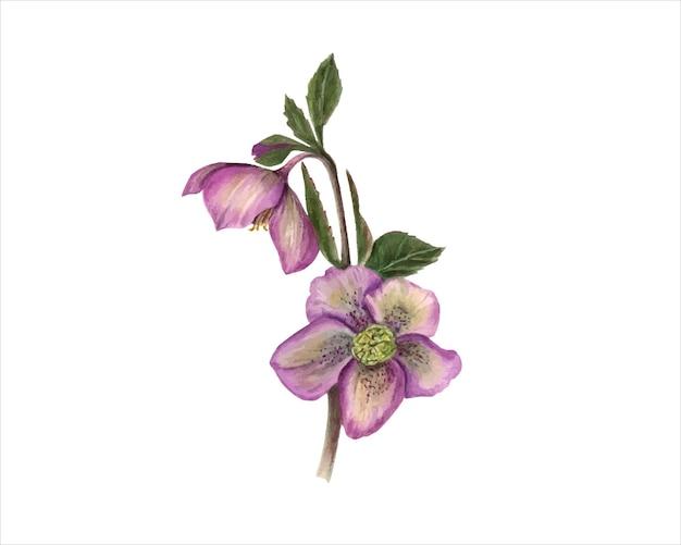 Rama de hellebor rosa Flores de Helleborus Flor de primavera y invierno Ilustración en acuarela para el diseño de la invitación