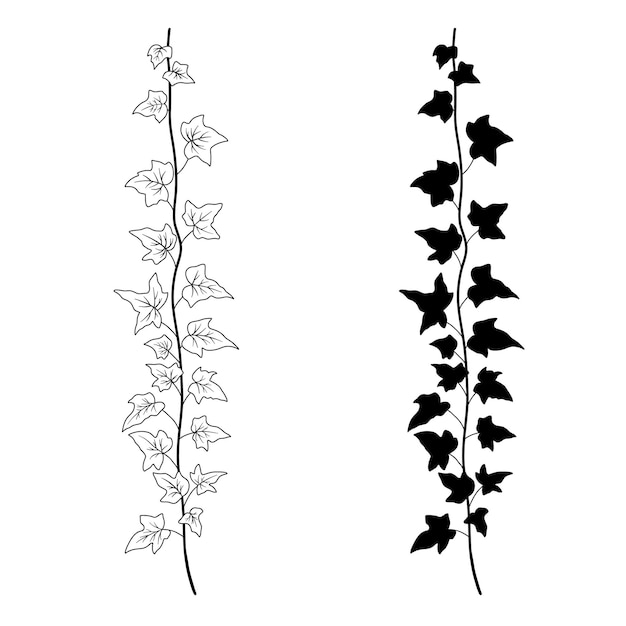 Rama de hiedra línea arte y silueta Bosquejo botánico monocromo vectorial aislado en blanco Planta enredadera