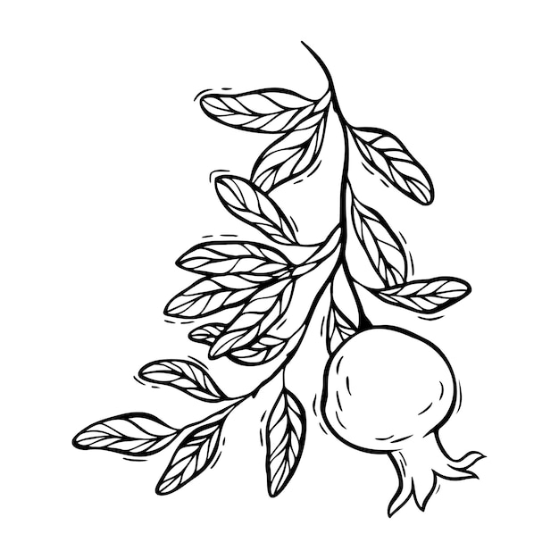Rama con hojas y granada en crecimiento Ilustración botánica vectorial en blanco y negro dibujada a mano