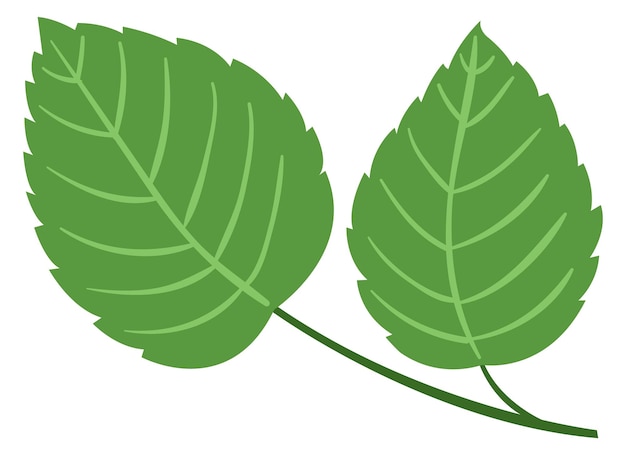 Rama de hojas verdes Elemento decorativo de la planta de jardín.