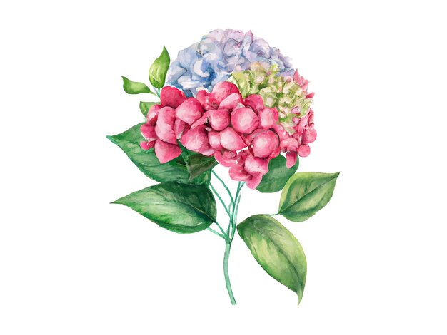 Vector rama de hortensia acuarela