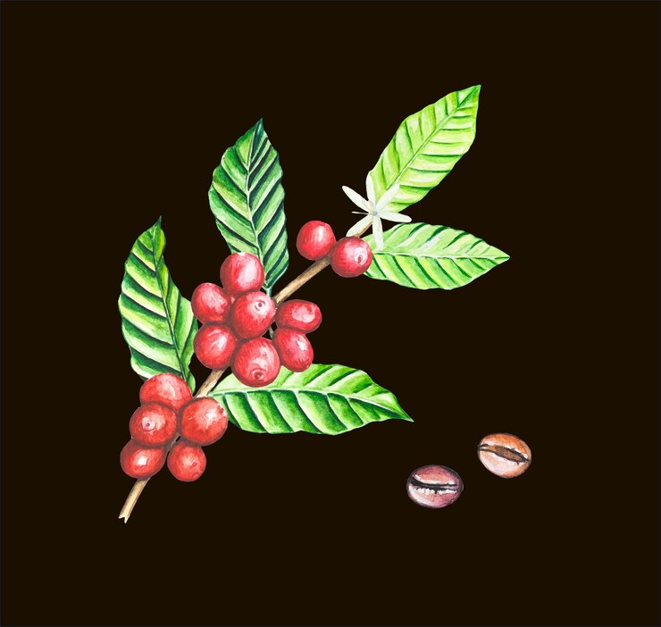 Vector rama con ilustración acuarela de bayas de café maduras
