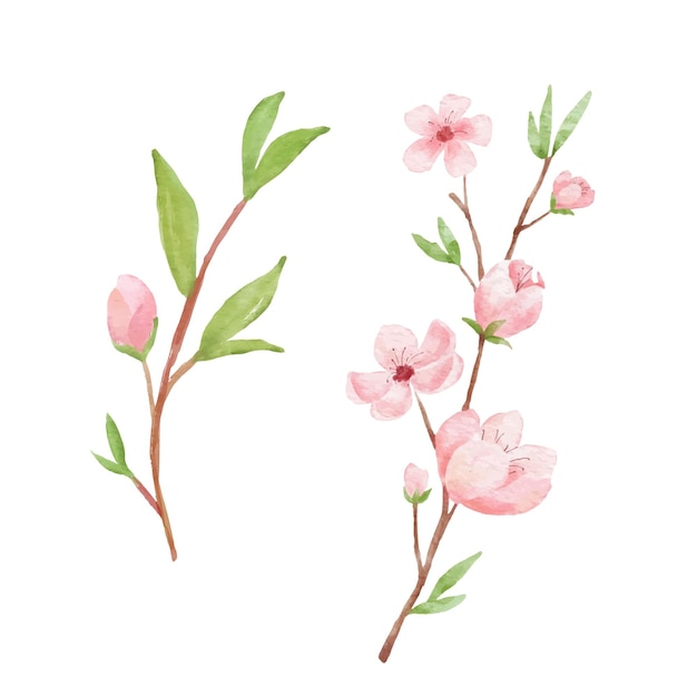 Rama de la ilustración de flor de cerezo. Acuarela pintura sakura aislado sobre fondo blanco. Japa