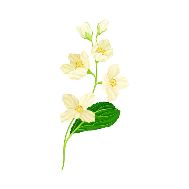 Rama de jasmín blanco Flores perfumadas en el tallo con hojas verdes Ilustración vectorial de vista cercana
