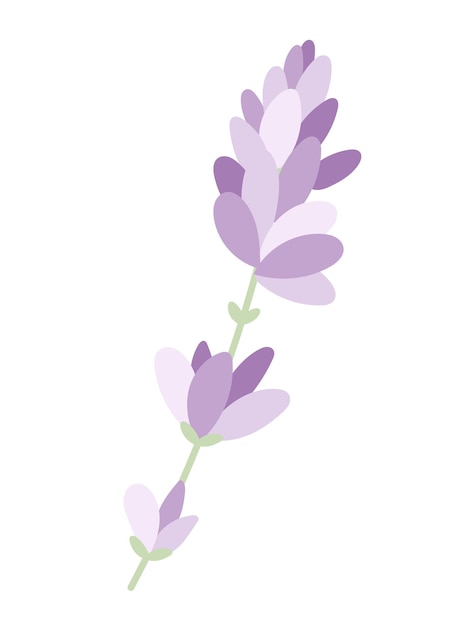 Rama de lavanda de campo púrpura vector tierna ilustración plana aislada de una flor con pétalos