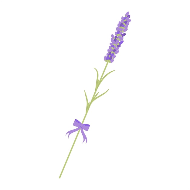 Vector rama de lavanda para decorar