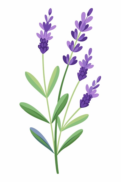 Rama de lavanda con flores Ilustración vectorial en fondo blanco