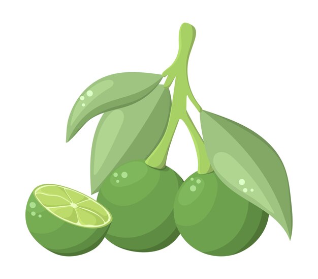 Rama de limas verdes Citrus Fruit Icon Sour Tropical White telón de fondo Vector Flat design