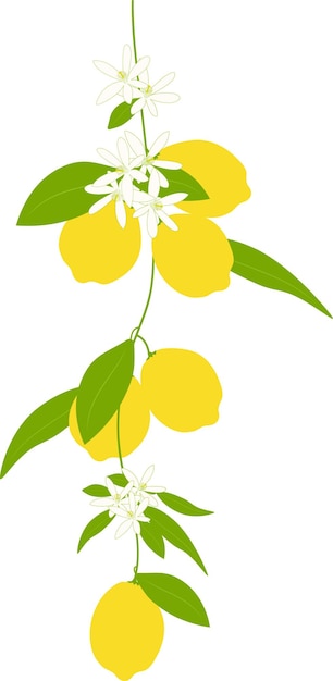 Rama de limón con hojas de frutas y flores Ilustración vectorial de fondo transparente EPS10