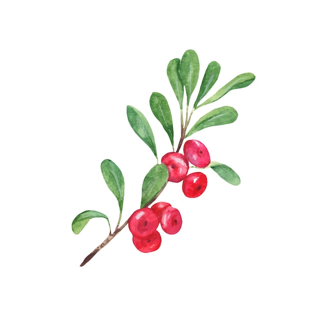 Rama de lingonberry de vaquero con hojas verdes y bayas rojas acuarela ilustración pintada a mano
