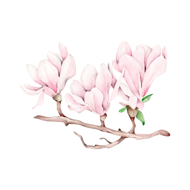 Vector rama de magnolia