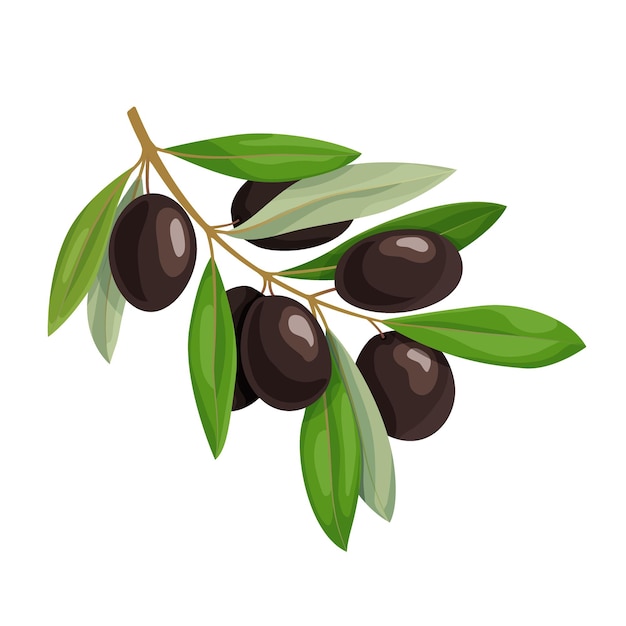 Rama de olivo con aceitunas negras y hojas verdes