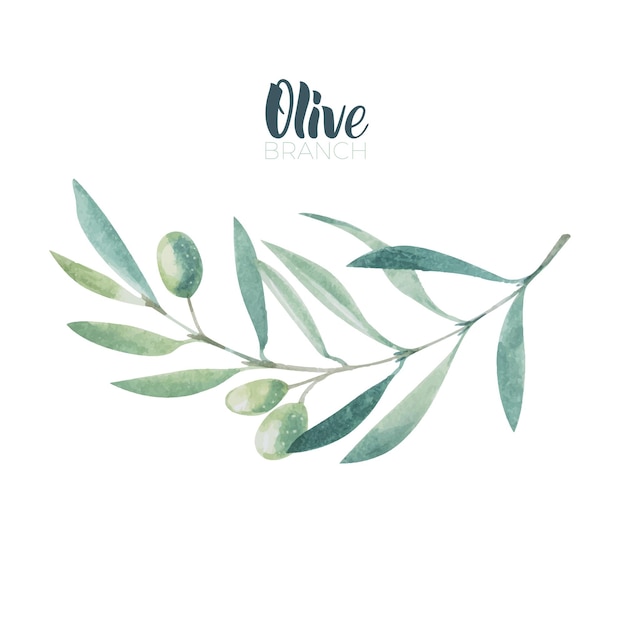 Rama de olivo acuarela. Dibujo de rama de olivo sobre fondo blanco.