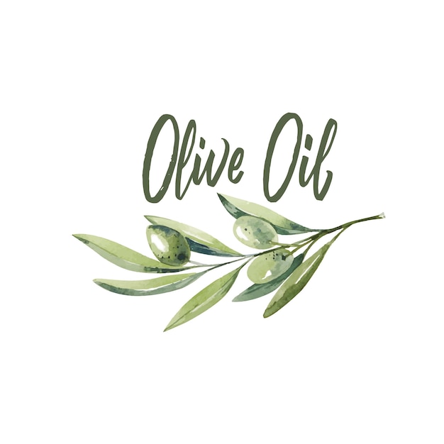 Rama de olivo acuarela. dibujo de rama de olivo sobre fondo blanco.