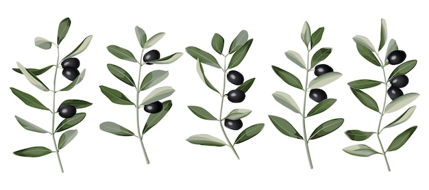 Rama de olivo en estilo acuarela patrón de planta de naturaleza mediterránea