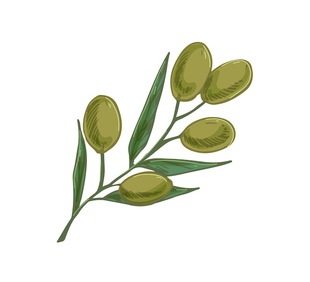 Rama de olivo con frutos verdes y hojas. Planta italiana o griega con verduras. Comida mediterránea. Ilustración de vector dibujado a mano realista color aislado sobre fondo blanco.
