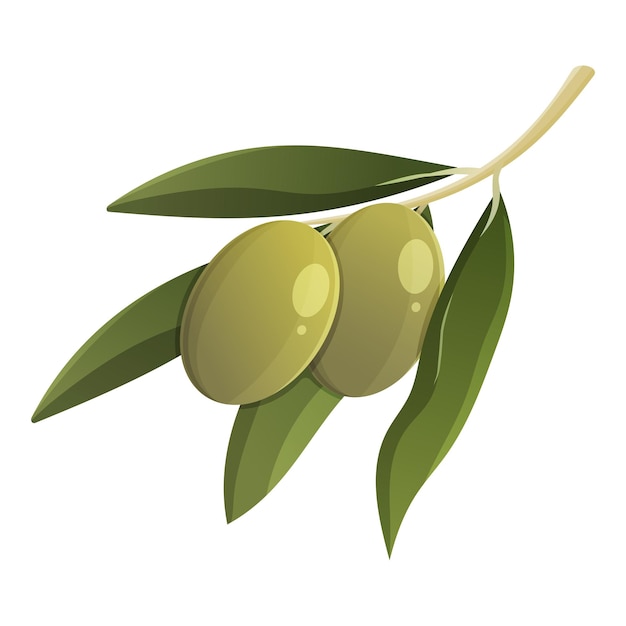 Rama de olivo con hojas. Ilustración aislada de vector de dibujos animados