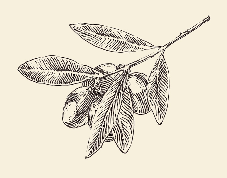 Vector rama de olivo, ilustración vintage, estilo grabado