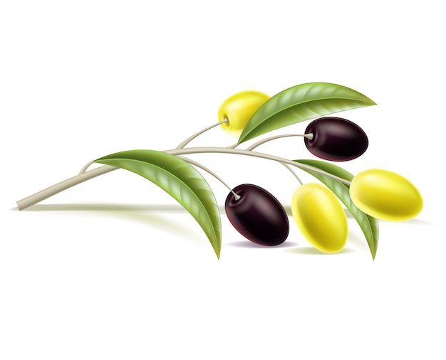 rama de olivo realista con hojas, bayas