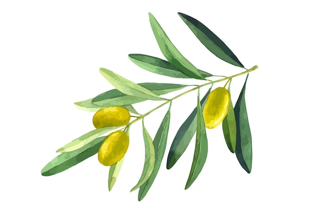 Rama de olivo vectorial Hojas verdes y frutos Acuarela botánica ilustración dibujada a mano aislada sobre fondo blanco