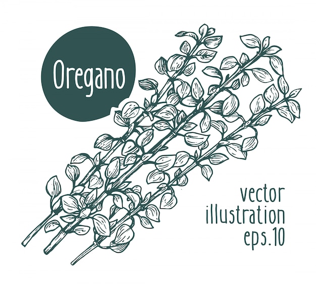 Vector rama de orégano. vector dibujado a mano ilustración.