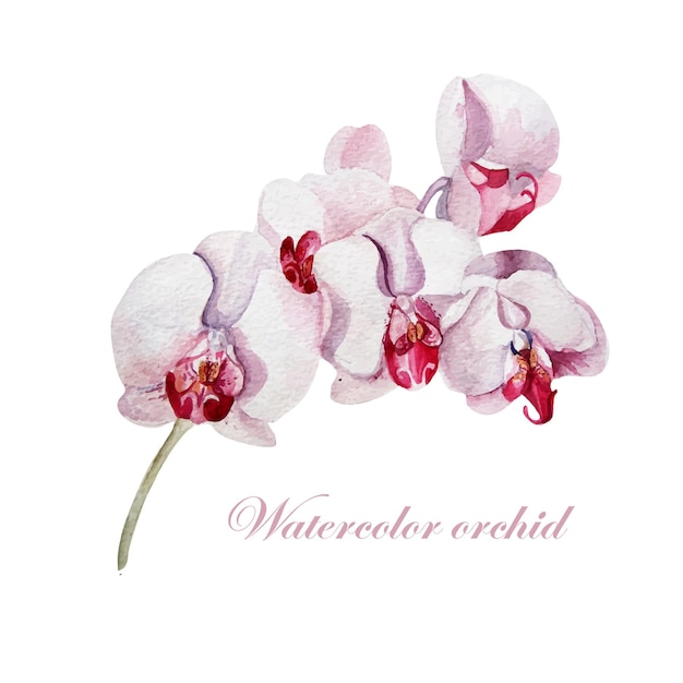 Rama de orquídea en acuarela sobre un fondo blanco