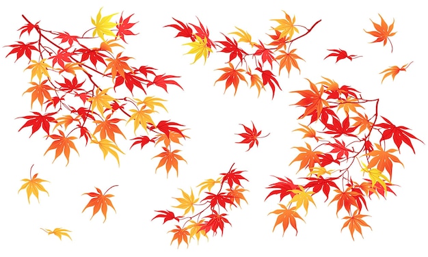 Rama de otoño sobre un fondo blanco El momento de la caída de las hojas hojas rojas del vector de arce japonés