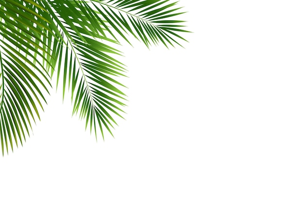 La rama de la palmera aislada en fondo blanco