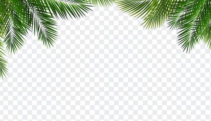 Vector rama de palmera y fondo transparente aislado