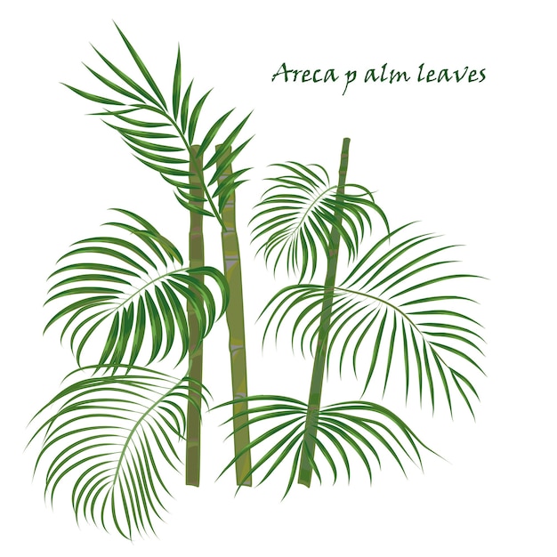 Rama palmera tropical areca deja dibujo realista en estilo de color plano aislado sobre fondo blanco