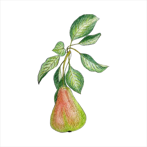 Rama de pera con frutas y hojas de color dibujo a lápiz dibujado a mano aislado fondo blanco.