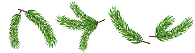 Vector rama de pino aislado abeto vector decoración navidad fondo verde siempre verde abeto transparente