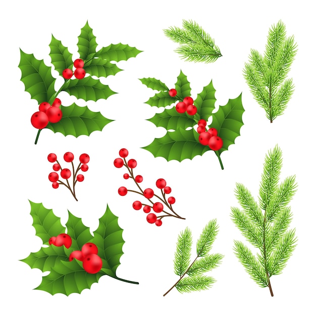 La rama de pino de Navidad y las hojas de holly berry son elementos vectoriales de ramita