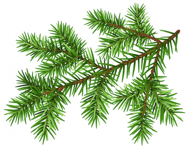 Vector rama de pino, rama de pino esponjoso verde