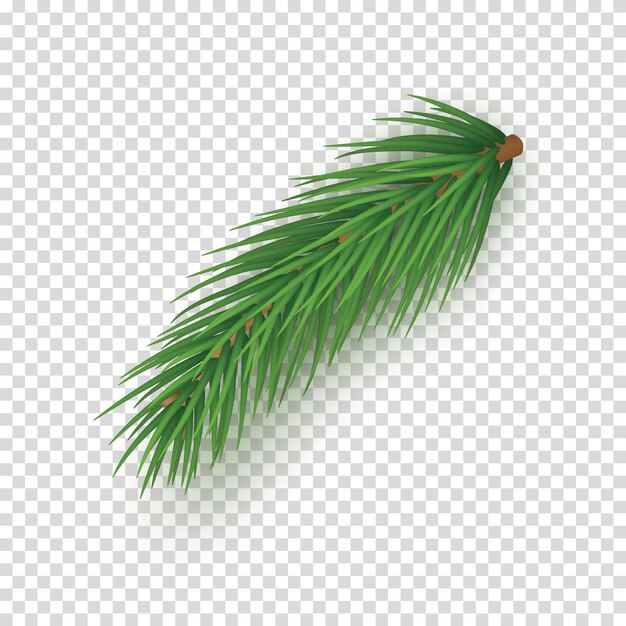 Rama realista del árbol de Navidad en un fondo transparente Ilustración vectorial de la rama del árbol de abeto verde Ilustración vectorial de la planta arbustiva de hoja perenne elemento 3D detallado Decoración de Feliz Navidad y Feliz Año Nuevo