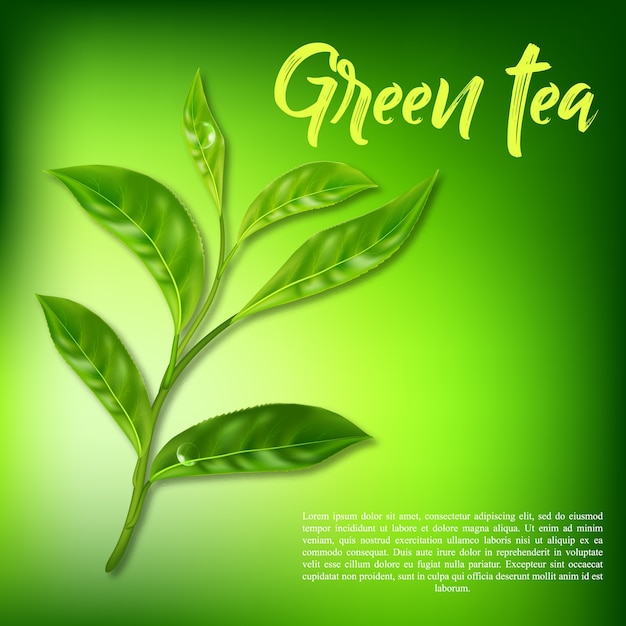 Una rama realista con hojas de té verde