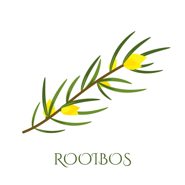 Rama de rooibos con hojas y flores amarillas Planta para hacer té rojo