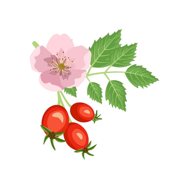 Rama de rosa mosqueta con flor color de rosa y bayas. fuente de vitamina c. frutos rojos con hojas verdes.