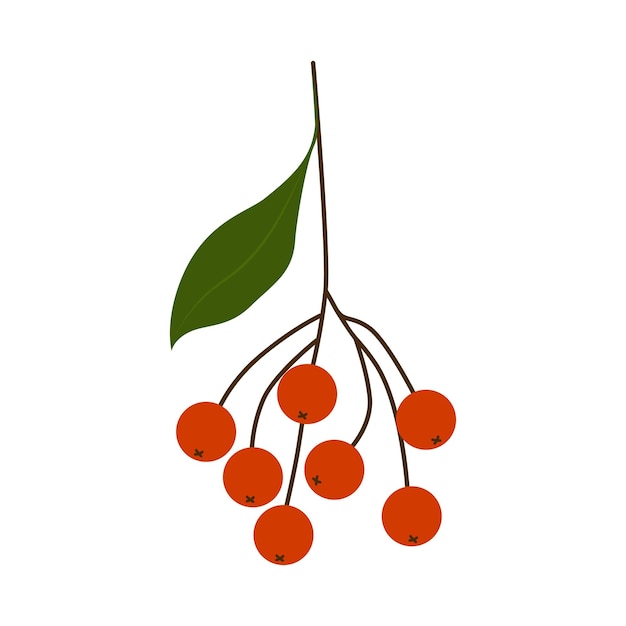 Rama de serbal, vector. Bayas escarlatas con una hoja en una rama aislada en un fondo blanco.