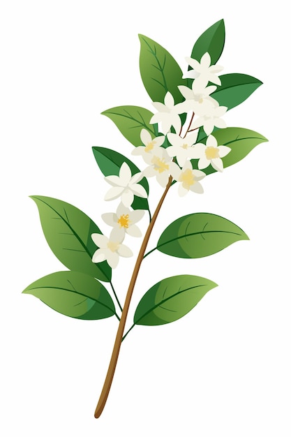 Rama de Stephanotis con flores Ilustración vectorial en fondo blanco