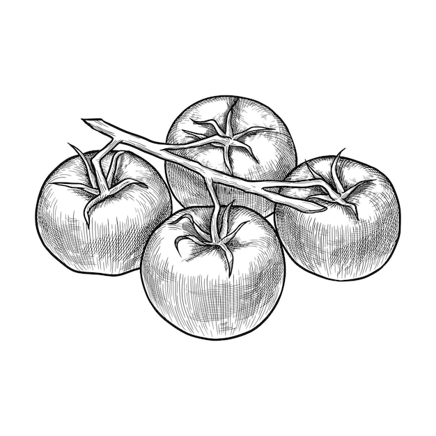 Una rama de tomates. ilustración de vector dibujado a mano aislado sobre fondo blanco.