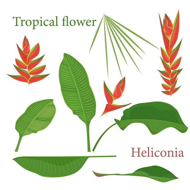 Rama tropical heliconia flor hojas Dibujo realista de acuarela en estilo de color plano aislado sobre fondo blanco